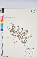 臺灣山白蘭藏品圖，第1張