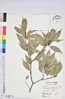 青剛櫟、鐵椆藏品圖，第1張