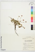 登錄號:S190676藏品圖，第1張
