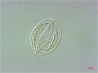 墻草藏品圖，第1張