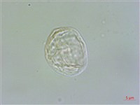 墻草藏品圖，第2張