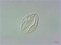 墻草藏品圖，第3張