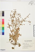石龍芮藏品圖，第1張