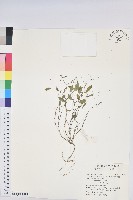 禾葉大戟藏品圖，第1張