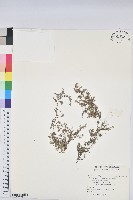 匐根大戟藏品圖，第1張