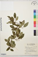 勾兒茶藏品圖，第1張