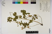 登錄號:S190816藏品圖，第1張