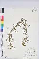 登錄號:S190861藏品圖，第1張