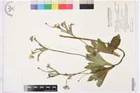 川西銀蓮花藏品圖，第1張