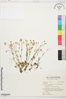 登錄號:S190871藏品圖，第1張