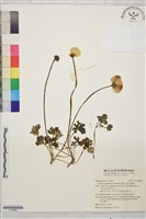 雲南金蓮花藏品圖，第1張