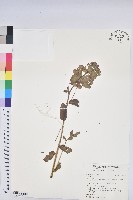 登錄號:S190901藏品圖，第1張