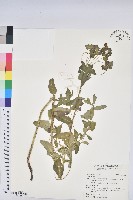 登錄號:S190902藏品圖，第1張