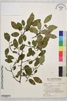 登錄號:S190924藏品圖，第1張