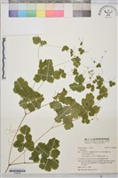 登錄號:S190936藏品圖，第1張