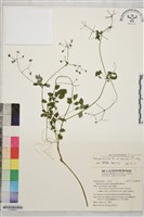 微毛爪哇唐松草藏品圖，第1張