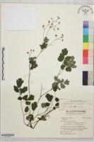 微毛爪哇唐松草藏品圖，第1張