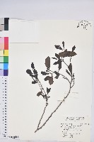 紫黃藏品圖，第1張