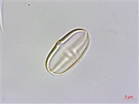 岩生秋海棠藏品圖，第1張