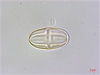 岩生秋海棠藏品圖，第2張