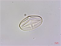 岩生秋海棠藏品圖，第3張