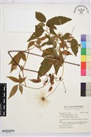 小木通藏品圖，第1張