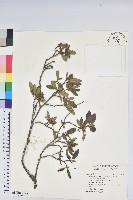 紅毛杜鵑藏品圖，第1張