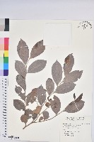 細葉饅頭果藏品圖，第1張