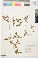串鼻龍藏品圖，第1張