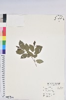 枯里珍藏品圖，第1張