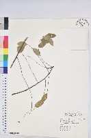 多花油柑、白仔藏品圖，第1張
