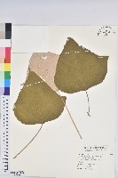 白匏子藏品圖，第1張