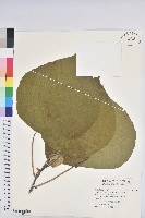 血桐藏品圖，第1張