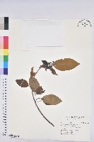 白臼藏品圖，第1張