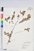 紅仔珠藏品圖，第1張