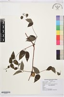 褐毛鐵線蓮藏品圖，第1張