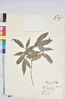 登錄號:S193266藏品圖，第1張