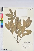 三斗石櫟藏品圖，第1張