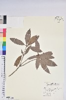 西施花、青紫木藏品圖，第1張