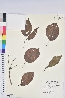 茄苳、重陽木藏品圖，第1張