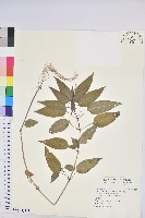 山靛藏品圖，第1張