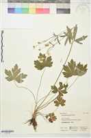 毛茛藏品圖，第1張