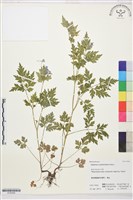 還亮草藏品圖，第1張