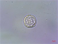 赤車使者藏品圖，第2張