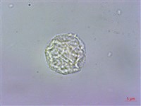 赤車使者藏品圖，第3張