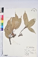 大葉石櫟、大葉校栗藏品圖，第1張