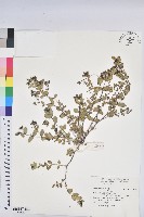 登錄號:S194395藏品圖，第1張