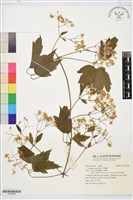 串鼻龍藏品圖，第1張