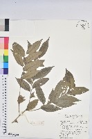 臺灣假黃楊藏品圖，第1張