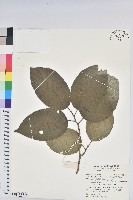 蘭嶼枯里珍藏品圖，第1張